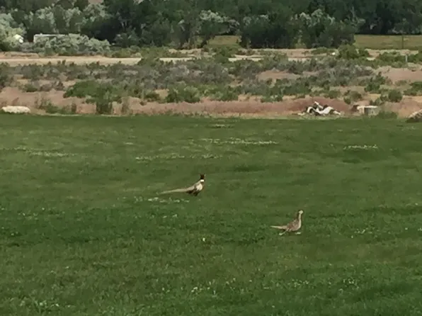 TBD Coyote Dr, Greybull, WY 82426