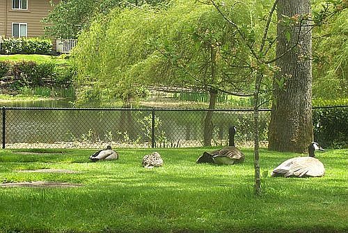 geese