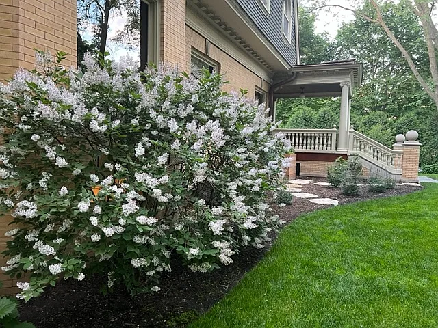 Lilac bushes in bloom in June on South facing Garden Bed