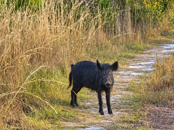 Rock Island Rd, Perry, FL 32348