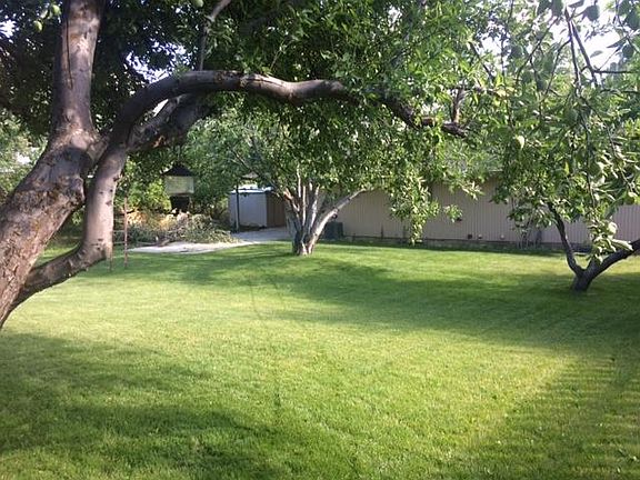 Backyard features mature apple, cherry and plum trees along with grapes!