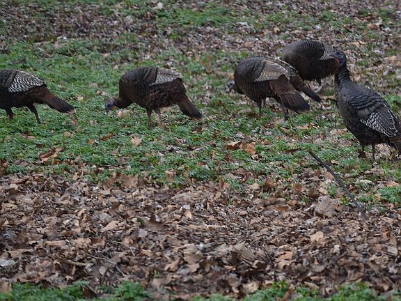 wild turkeys visiting