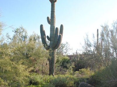 E Wildcat Dr, Cave Creek, AZ, 85331