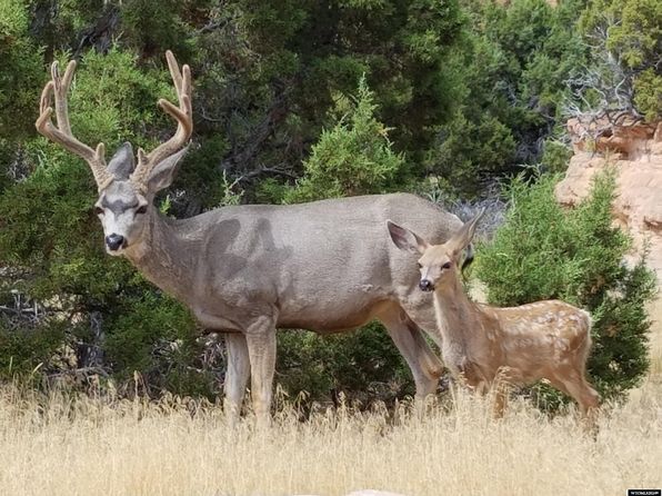 85 N Fork Rd, Lander, WY 82520