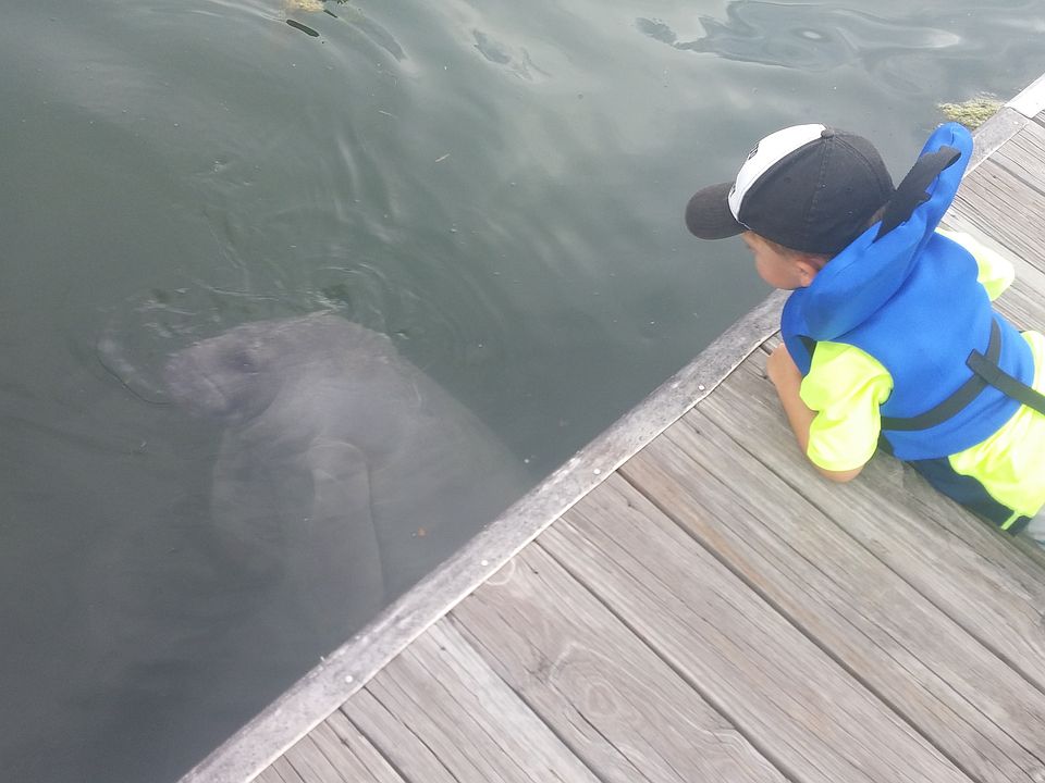Manatees Love to Show Off