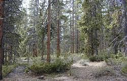 1st image of 343 COUNTY 462 Road #