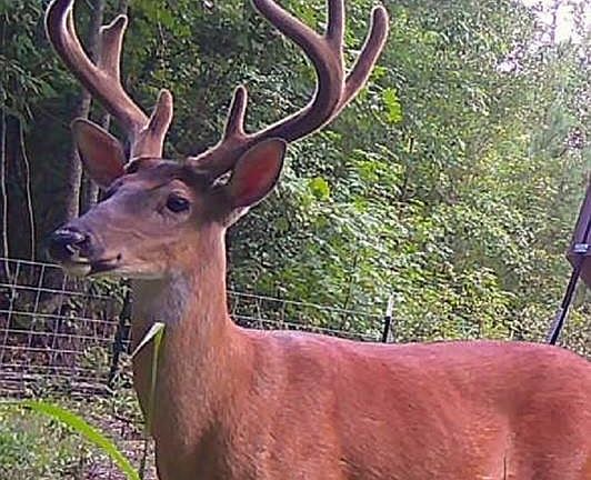 2nd image of 1530 Old Middleton Rd