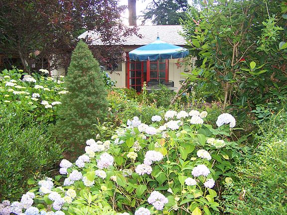 abundance of hydrangeas 