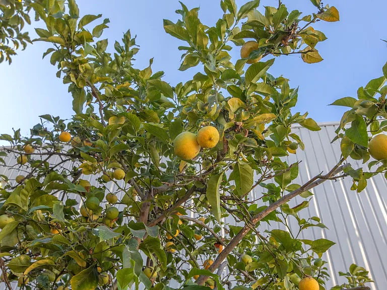 Lemon tree in backyard