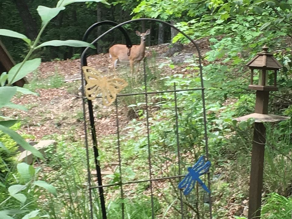 Deer Standing in Yard!