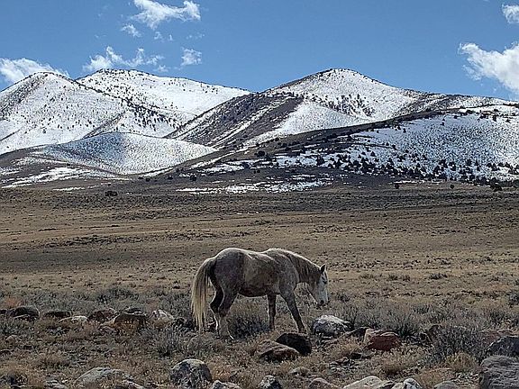 wild horse on the property