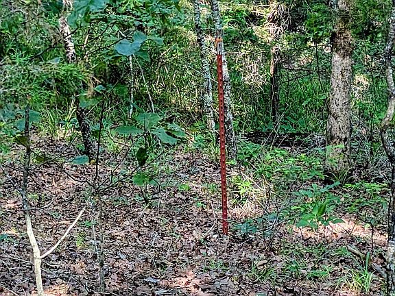 5th image of 198 Cathedral Pines Ln