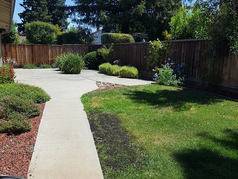 Back yard