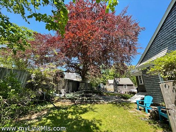 200 Year Old Antique Copper Beech Tree