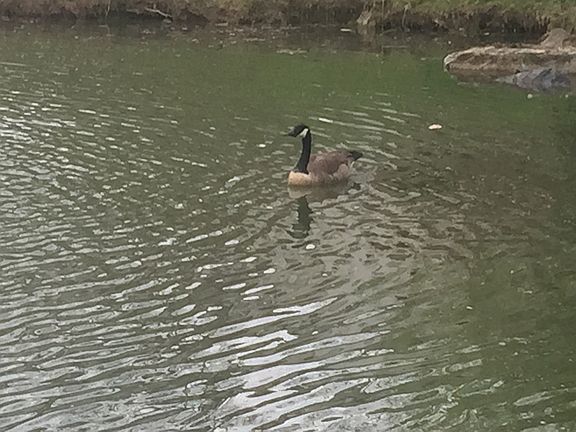 Pond