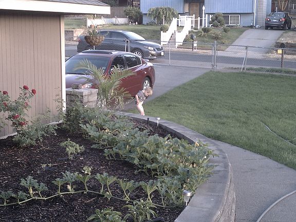 beautiful raised garden