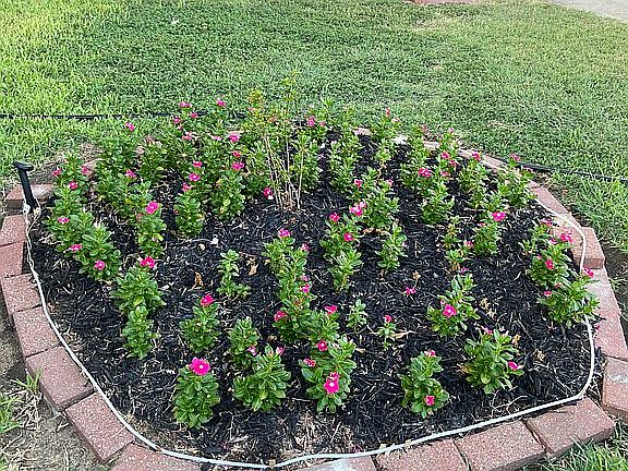 Front yard center piece 