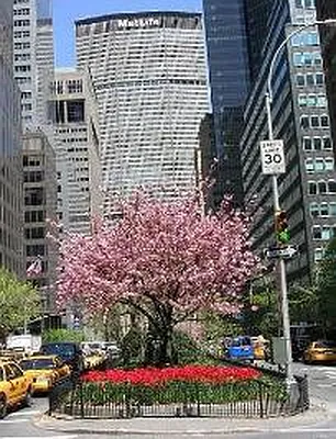 Rented by Corcoran | media 27