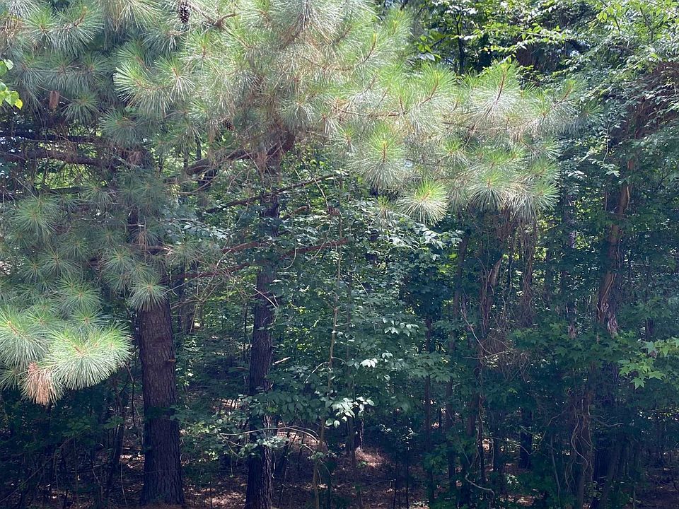 1st image of 33 Brown Bear #167