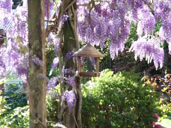 Wisteria