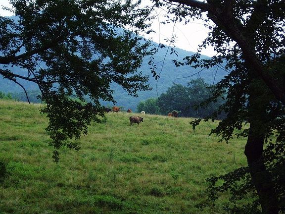View from back of house.