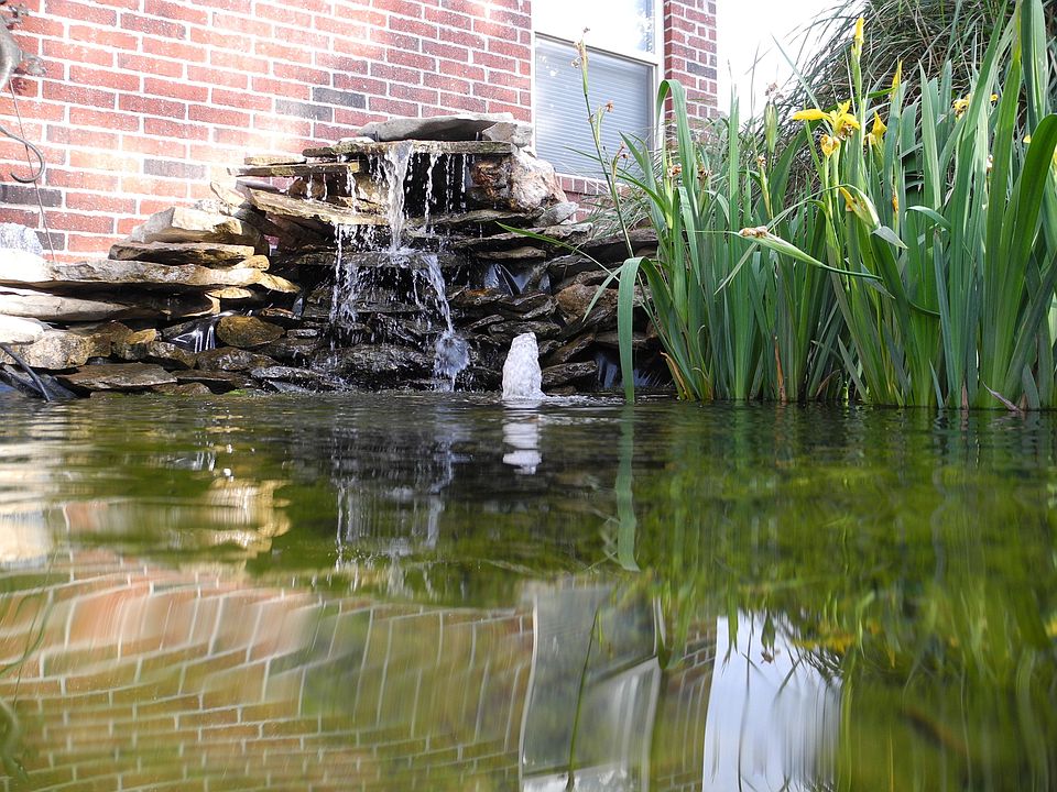Koi Pond