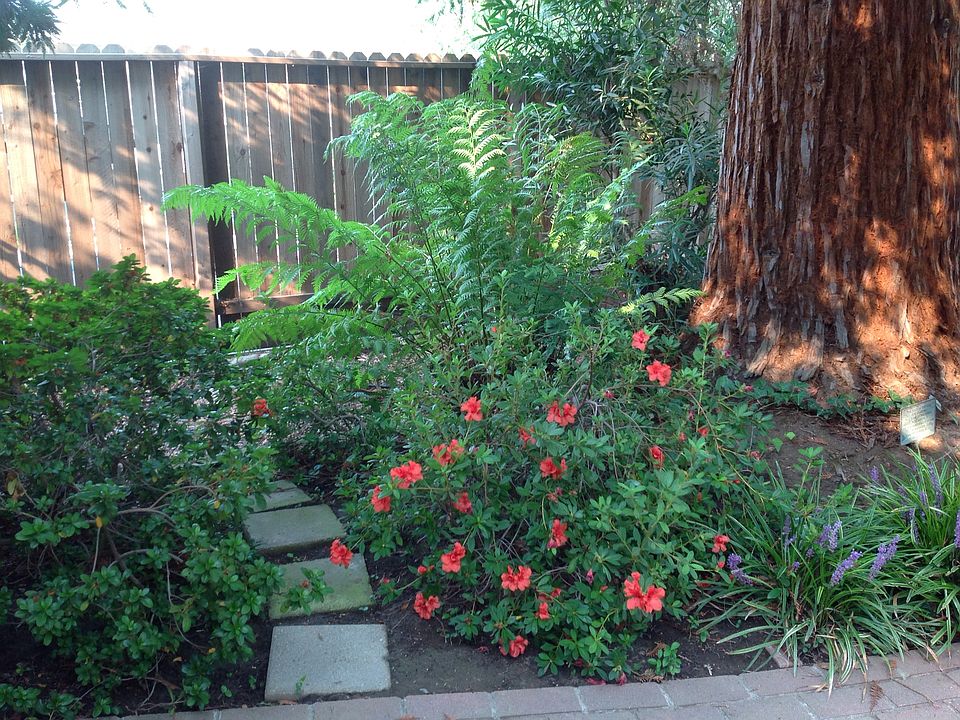 Shade Garden