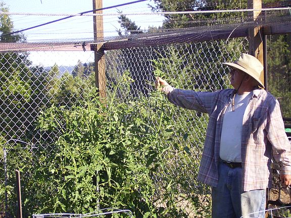 All-day sun = great veggies