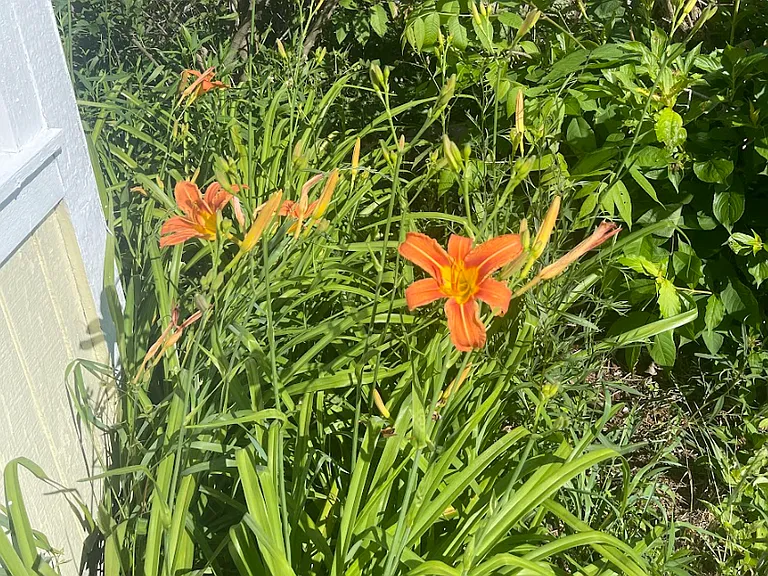 Tiger Lilies out front bloom annually and look so pretty. Not pictured: the tiny bunny family that lives under that bush. The babies are So Small!