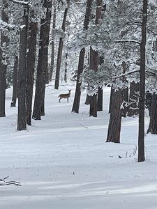 Deadwood Ave, Nemo, SD, 57759