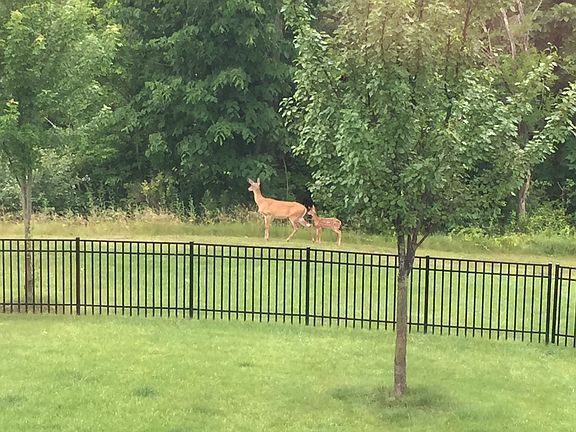 Fenced Backyard