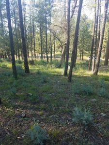175 W Homestead Ln, Payson, AZ, 85541