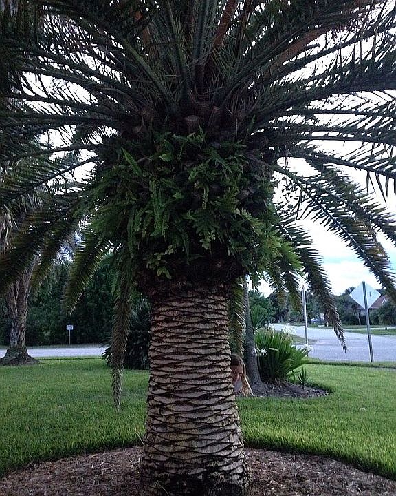 ADULT PALM