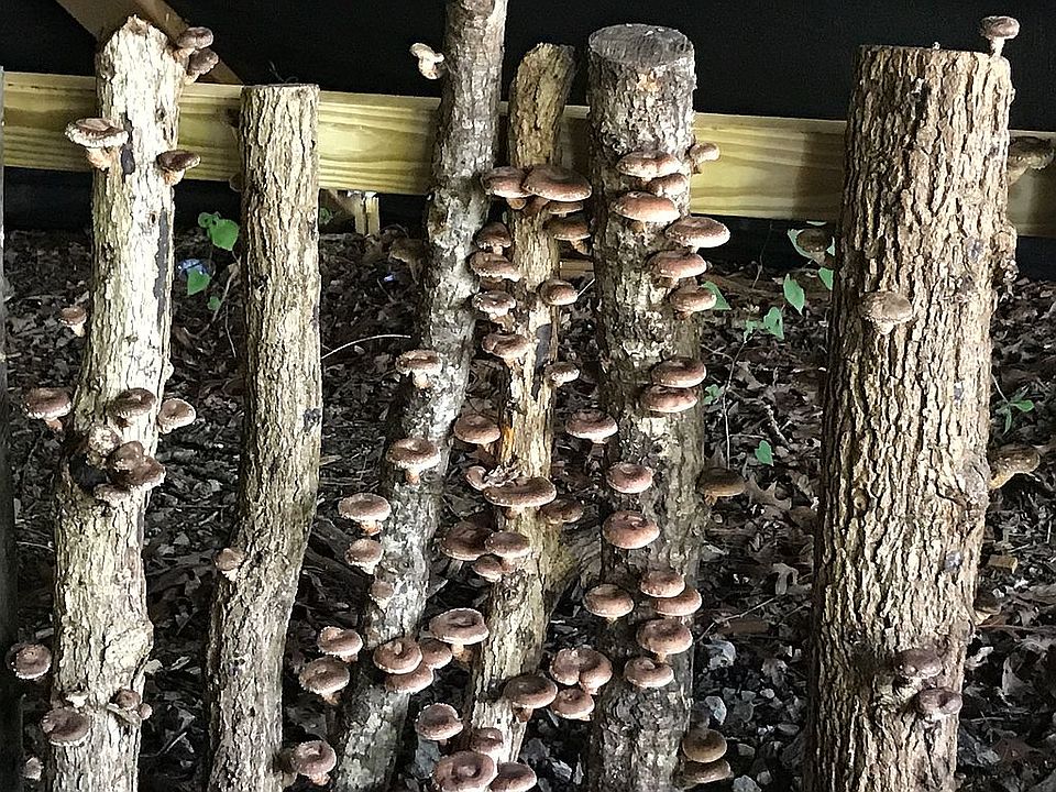 Shiitake mushroom farm