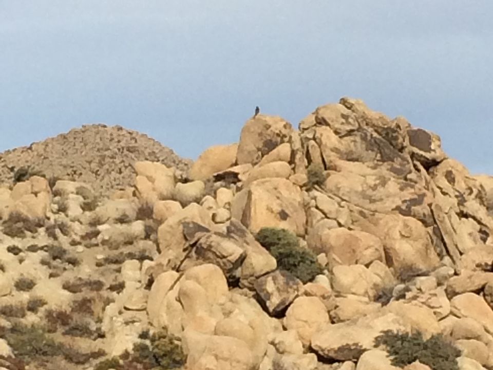 A Red Tailed Hawk perched ov