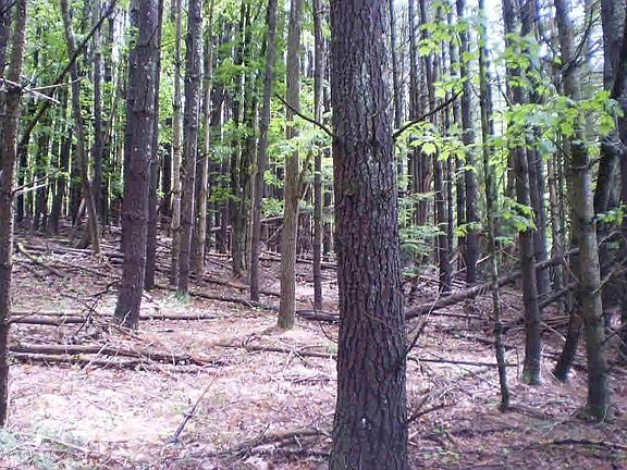 3rd image of Tbd Blue Grass Trl