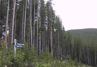 2nd image of 294 TIMBER Drive