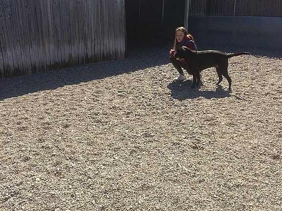 Dog play yard 1 of 4