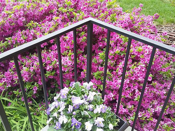 Mature shrubs and trees