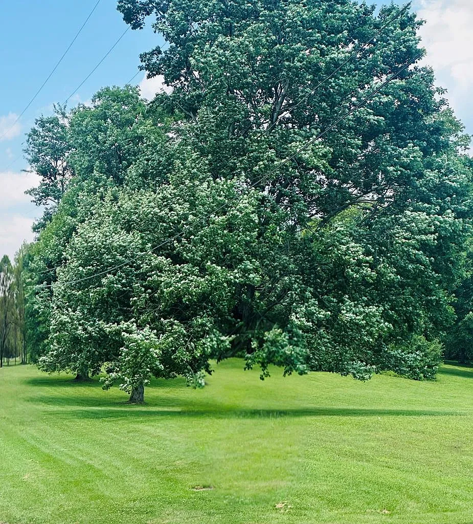 Part Of Grand Avenue Ext photo 1