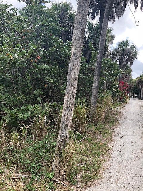 Trees all the way around