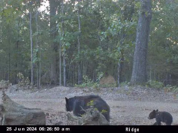 000 County Road 630, Gainesville, MO 65655