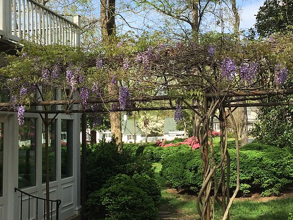 Wisteria arbor 