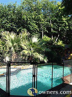 Pool with tropical landscape, tall trees