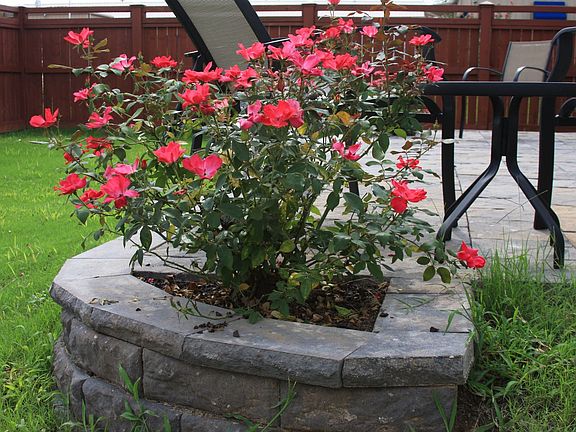 the planters contain knock out roses at both corners