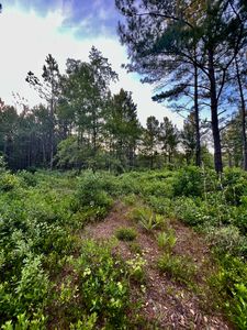 0 Cane Branch Rd, Walterboro, SC, 29488