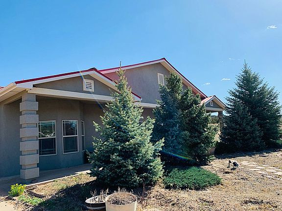 Blue Spruce- front privacy