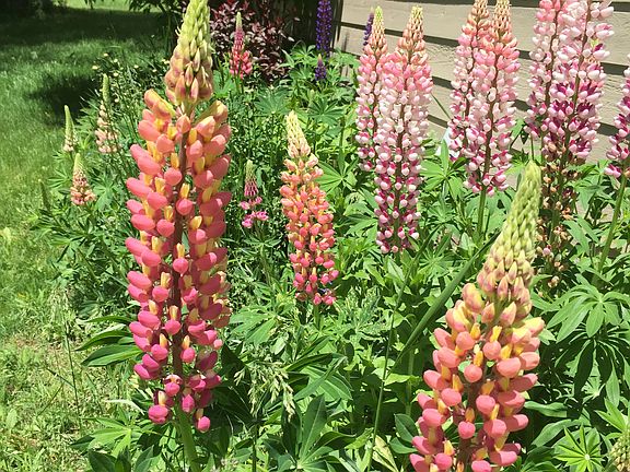 Perennials Abound