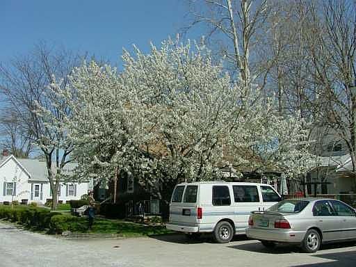 Side yard with Cherry Tree