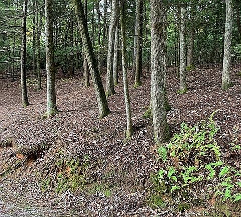 2nd image of White Pine Trl